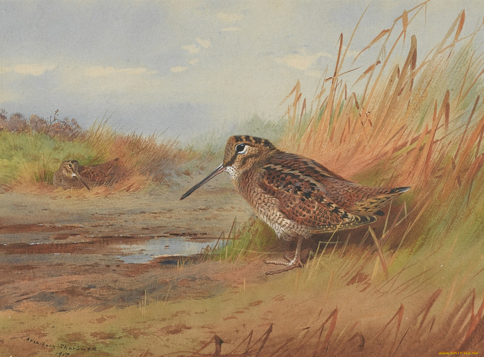 , archibald, thorburn